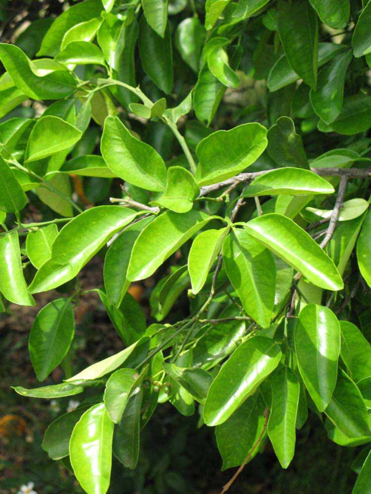              Sun leaves (Winter Haven, FL)       